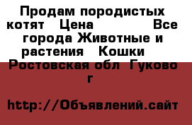 Продам породистых котят › Цена ­ 15 000 - Все города Животные и растения » Кошки   . Ростовская обл.,Гуково г.